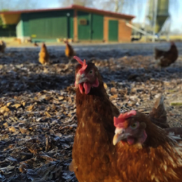 69bed85e-2e32-499a-b63a-e11b55eeae06